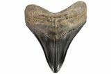 Serrated, Fossil Megalodon Tooth - Georgia #78211-1
